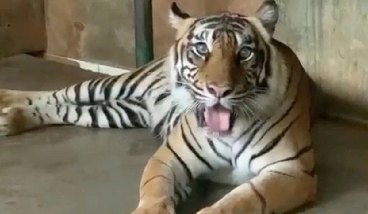 Sumatran tigers at Jakarta zoo recovering from coronavirus